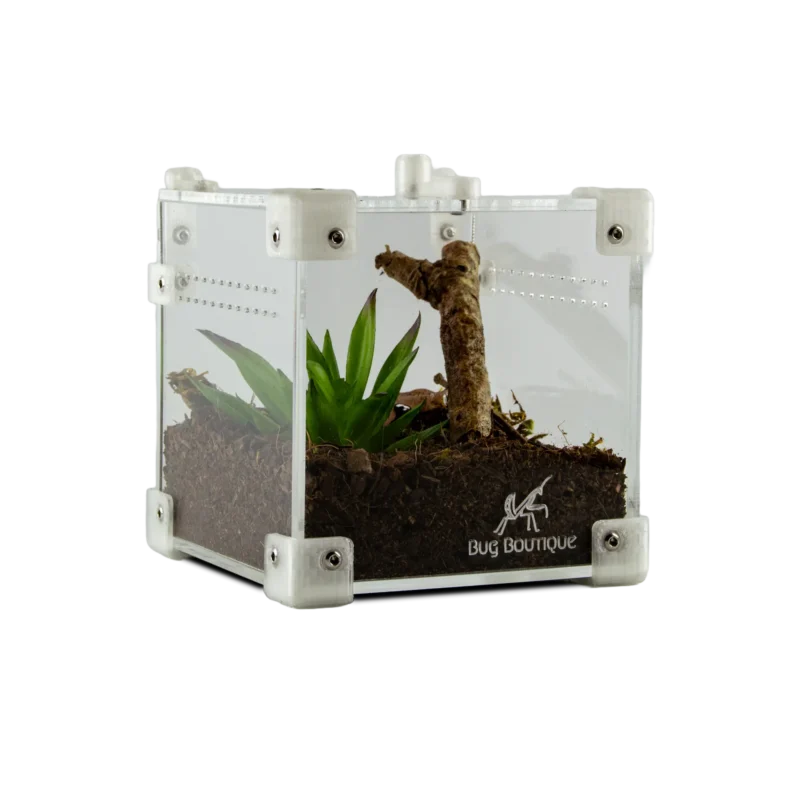 BugBox Nano | Bug Boutique