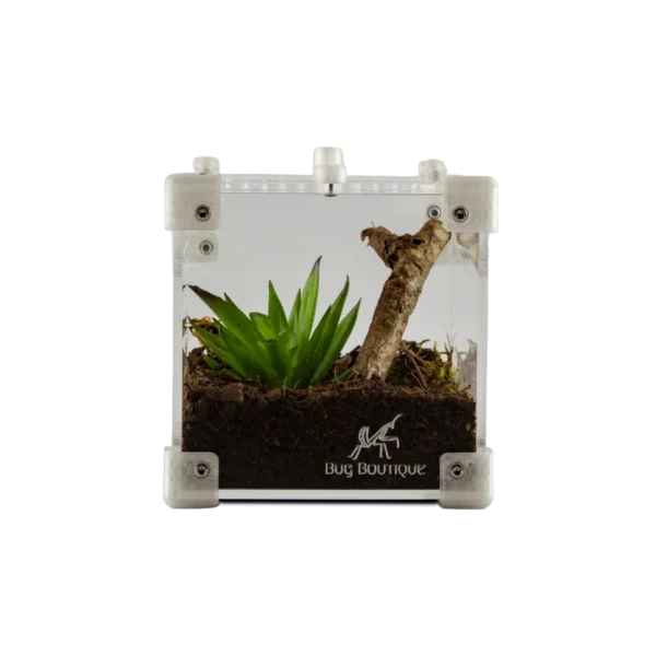 BugBox Nano – terrarie i akryl, billede 2
