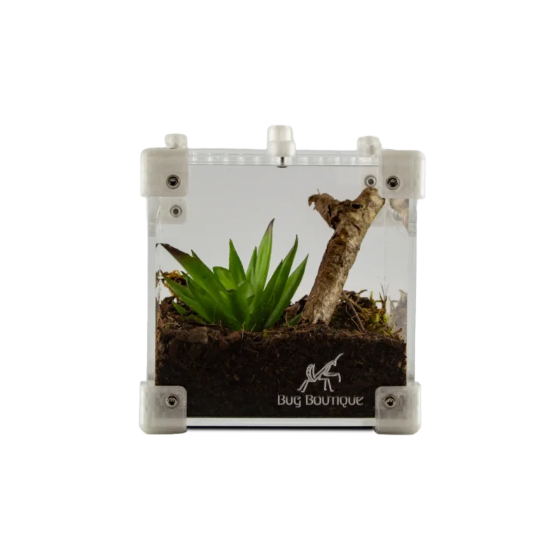 BugBox Nano – terrarie i akryl, billede 2
