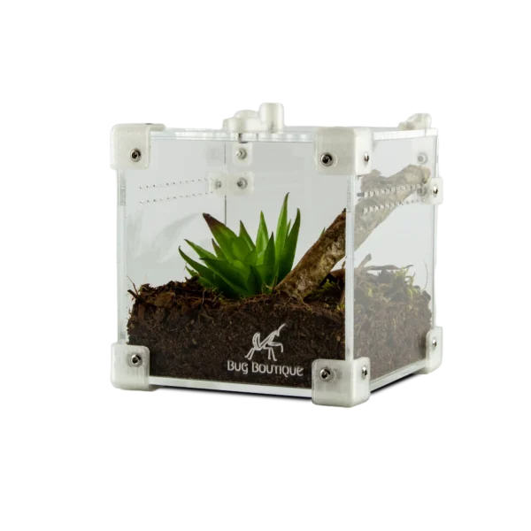 BugBox Nano – terrarie i akryl, billede 3