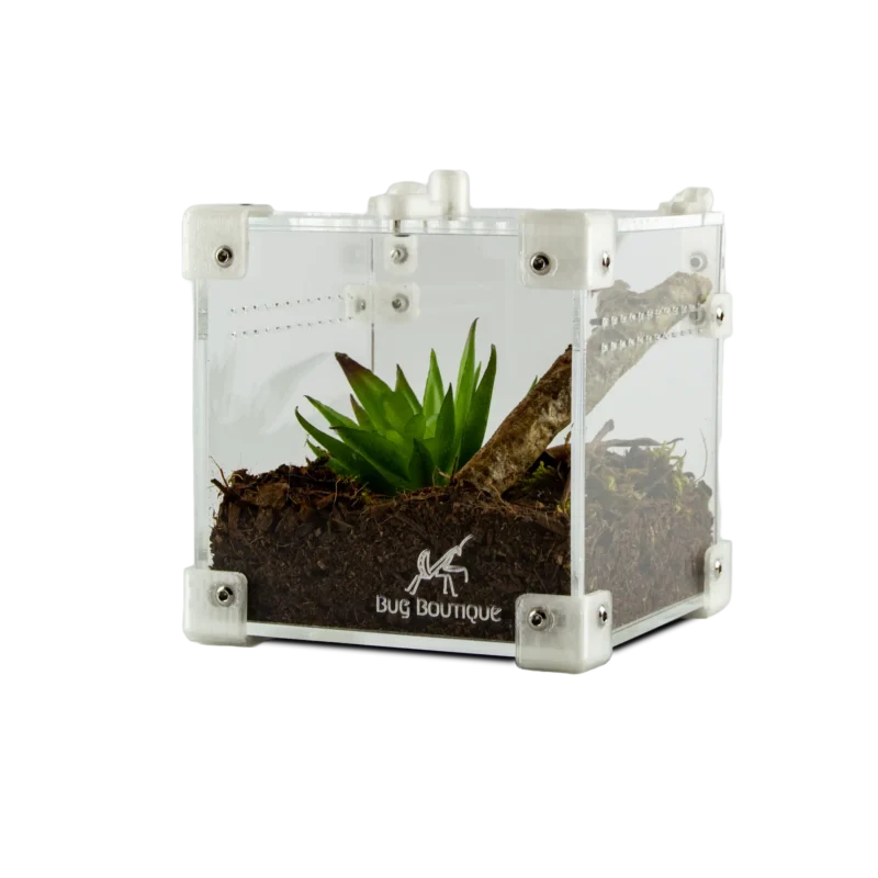BugBox Nano – terrarie i akryl, billede 3