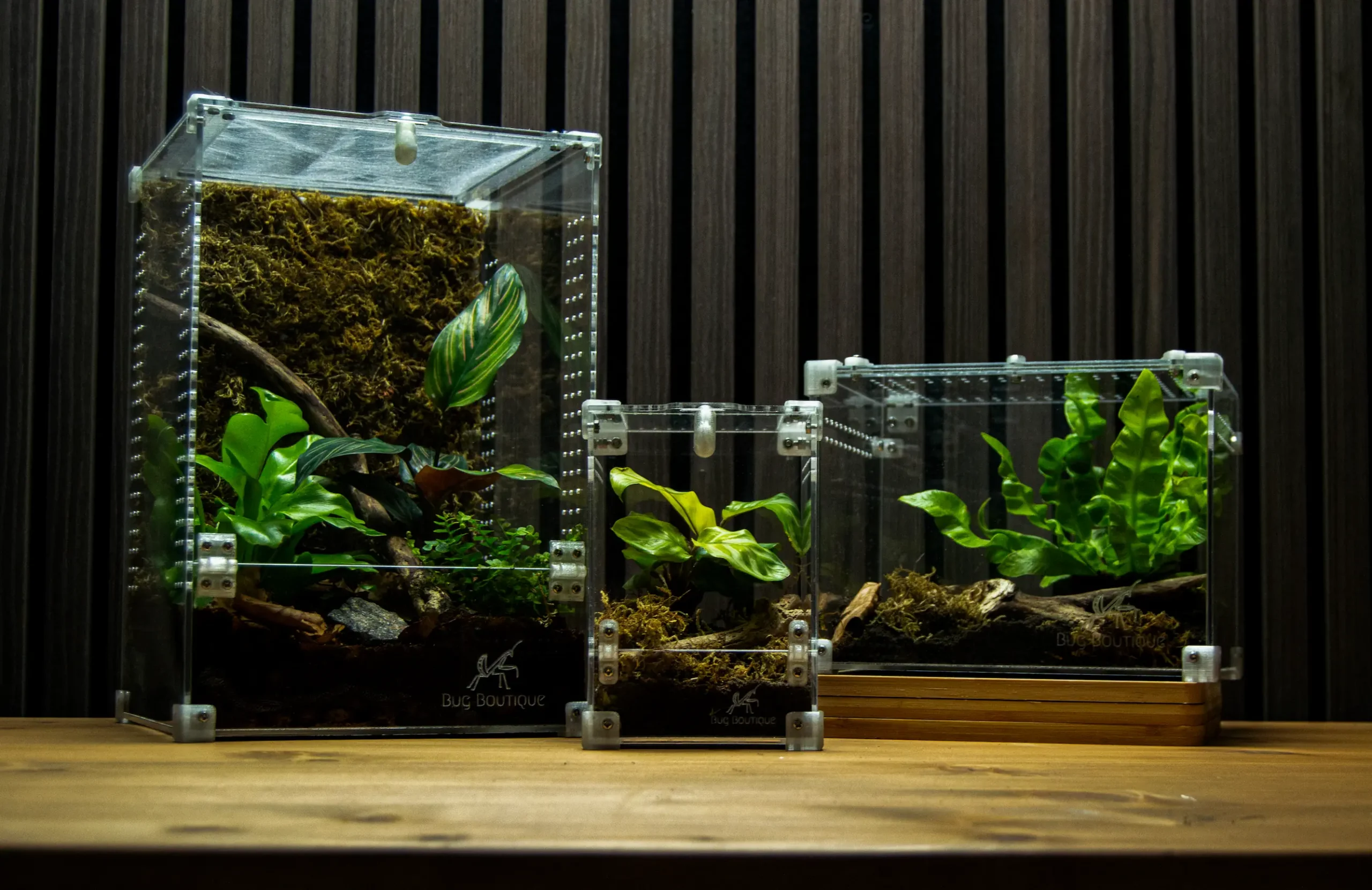 Bug Boutique terrarier