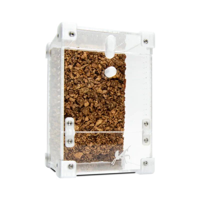 BugBox Mini | Bug Boutique