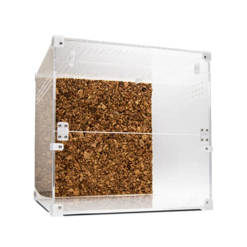 BugBox Cube Terrarie | Bug Boutique