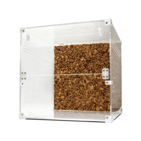 BugBox Cube