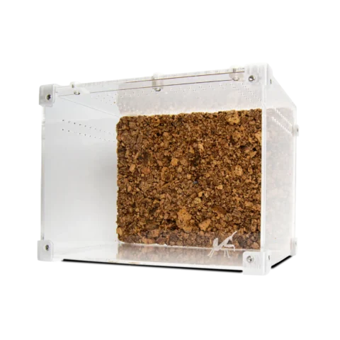 BugBox Midi Top