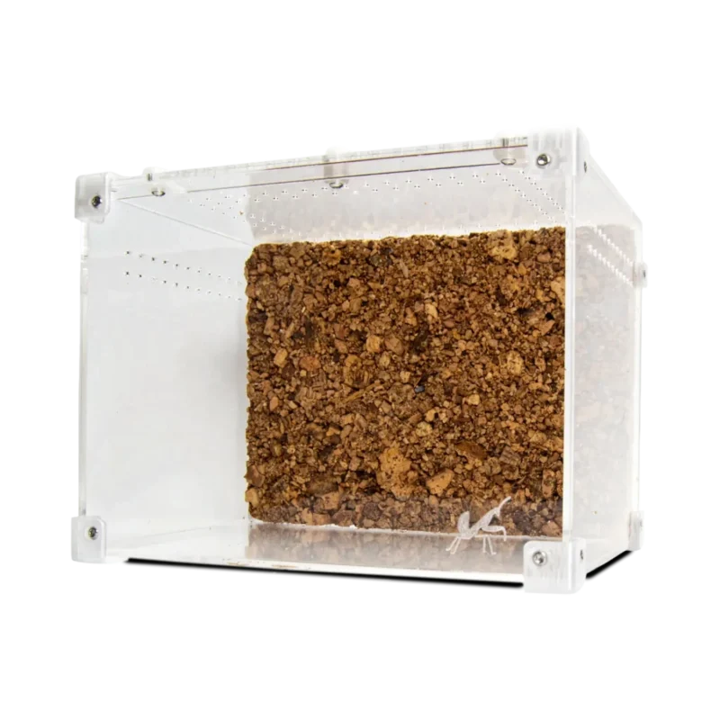 BugBox Midi Top Terrarie