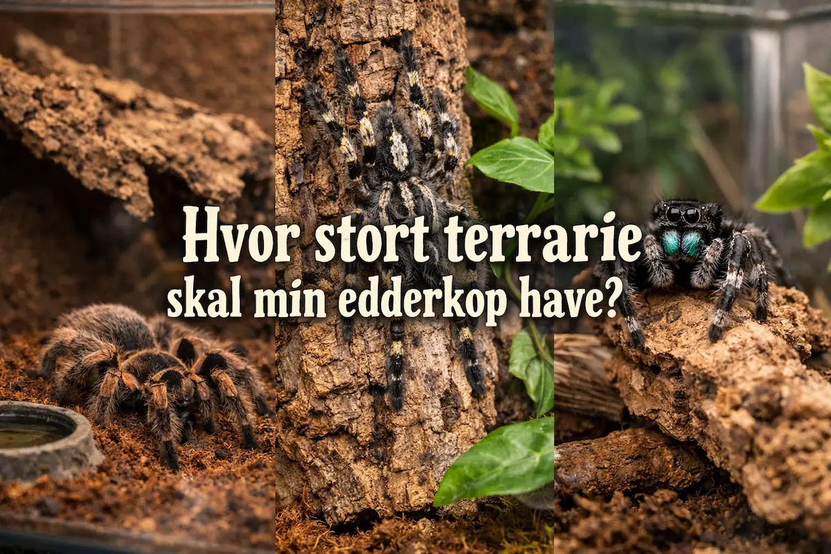 Hvor stort terrarie skal min edderkop have?