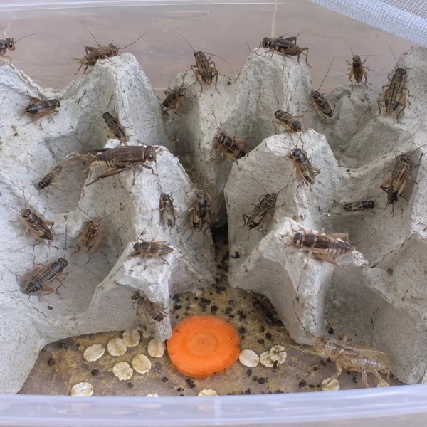 Fårekyllinger på æggebakker i en plastboks med net i låget, gulerod og havregryn