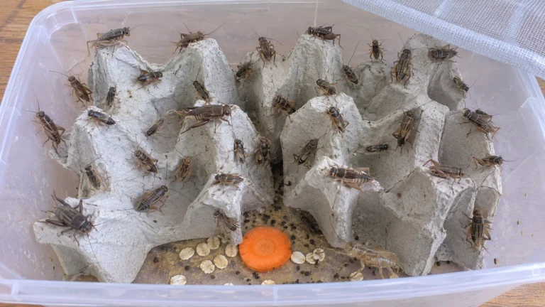 Fårekyllinger på æggebakker i en plastboks med net i låget, gulerod og havregryn