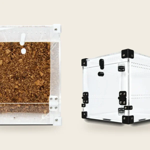 To terrarier i klart akryl, BugBox Midi og BugBox Mini Cube, med låge foran