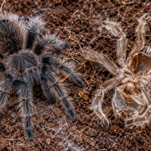 Ung fugleedderkop (Tliltocatl albopilosus) ved siden af sit afkastede ham på kokosjord