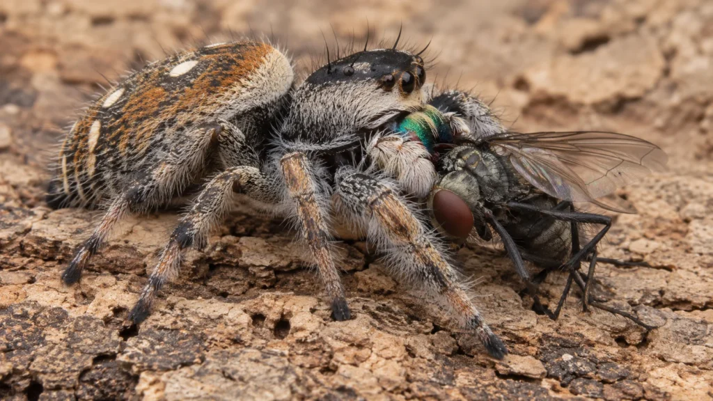 Hun af springedderkoppen Phidippus regius, der spiser en flue på et stykke kork
