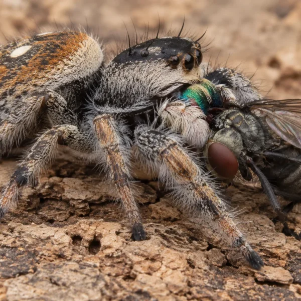 Hun af springedderkoppen Phidippus regius, der spiser en flue på et stykke kork