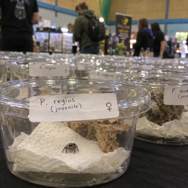 Unge springedderkopper i små bægre med håndskrevne etiketter på en reptilmesse