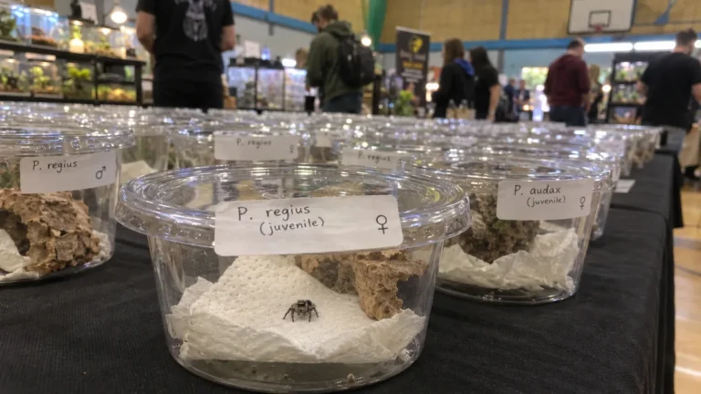 Unge springedderkopper i små bægre med håndskrevne etiketter på en reptilmesse