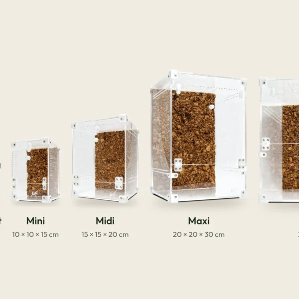 BugBox terrarier i rigtig størrelse fra Sling på 6 × 6 × 8 cm til Cube på 29 × 29 × 29 cm