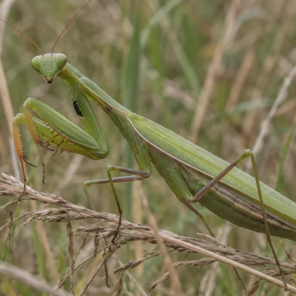 Grøn europæisk knæler (Mantis religiosa) på et tørt græsstrå i sensommeren