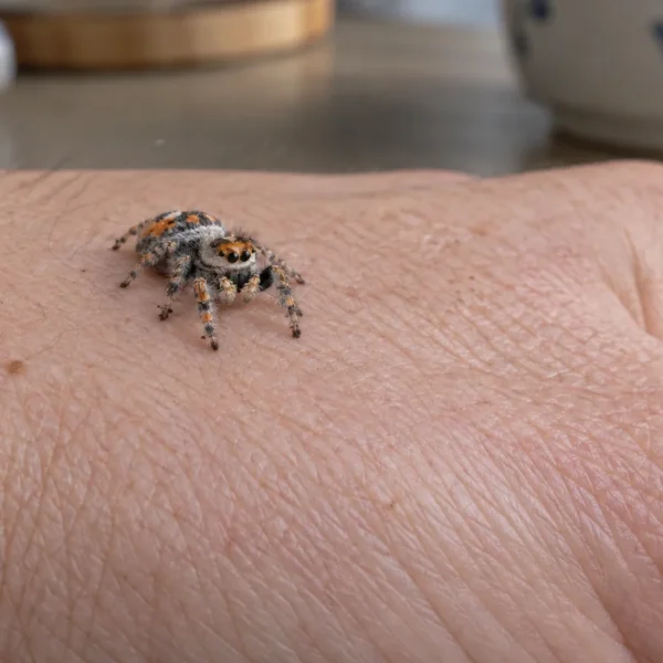 Hun af springedderkoppen Phidippus regius, der går roligt hen over en hånd ved køkkenbordet