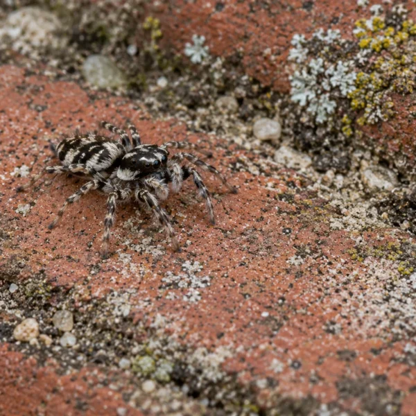 Zebraspringedderkop (Salticus scenicus) på en gammel teglstensmur med lav