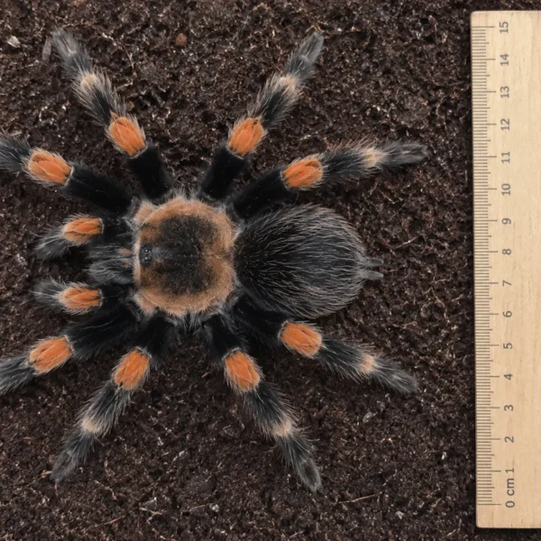 Mexicansk rødknæfugleedderkop (Brachypelma hamorii) set fra oven ved siden af en lineal, der viser et benspænd på cirka 15 cm
