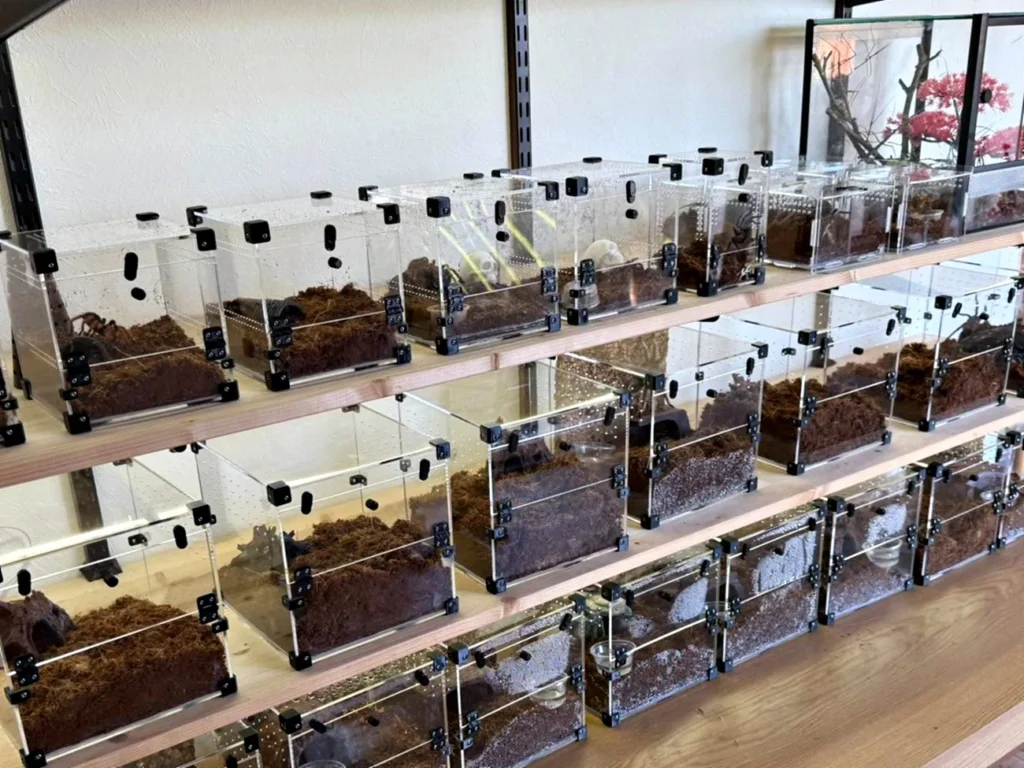 20 BugBox terrarier i akryl med fugleedderkopper på en reol hos en kunde