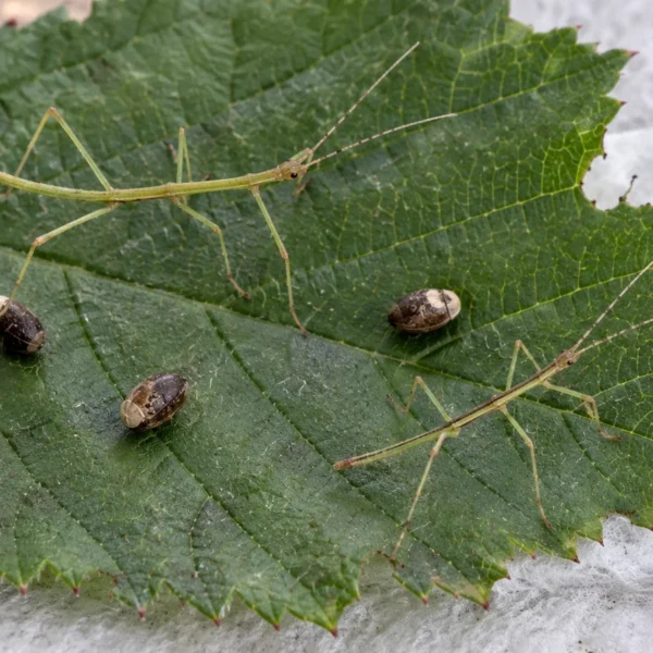 Æg og nyklækkede unger af indisk vandrende pind på et brombærblad